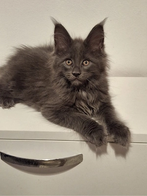 puiuti maine coon  - imagine 5