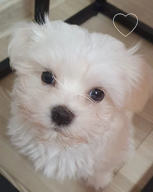 Bichon maltez mini toy 