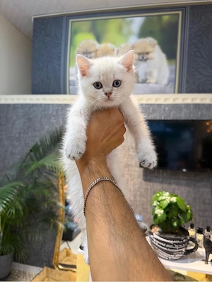 British Shorthair 