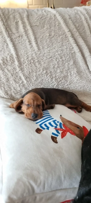 Femela teckel dachshund pedigree FCI - imagine 2