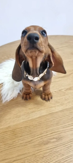 Femela teckel dachshund pedigree FCI - imagine 4