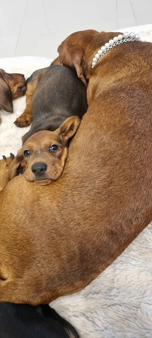 Femela teckel dachshund pedigree FCI - imagine 3