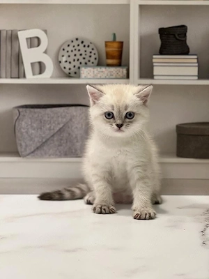 British Shorthair 