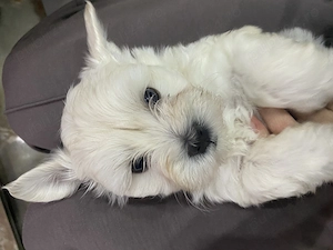 Pui bichon maltez - imagine 2