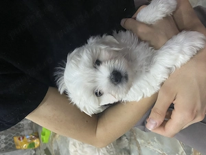 Pui bichon maltez - imagine 5