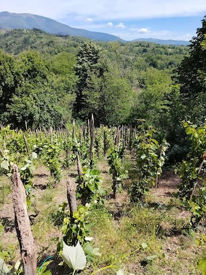 struguri de vânzare 