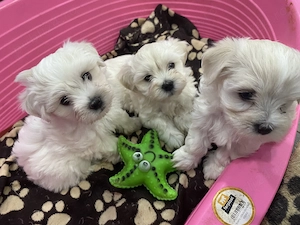 Pui bichon maltez - imagine 4