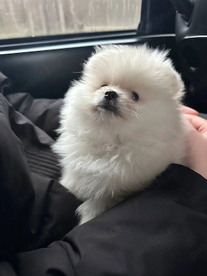Puiuti Pomeranian mini toy