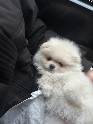 Puiuti Pomeranian mini toy - imagine 2