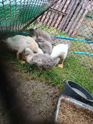 Vând 5 ratuse polare