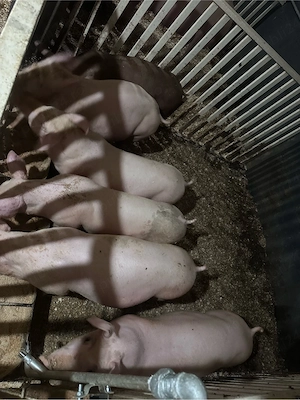 porci,purcei de carne - imagine 3