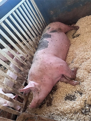 porci,purcei de carne - imagine 5
