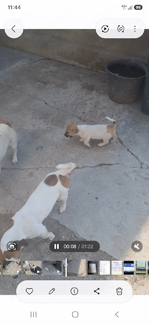 Jak Russell Terrier - imagine 2