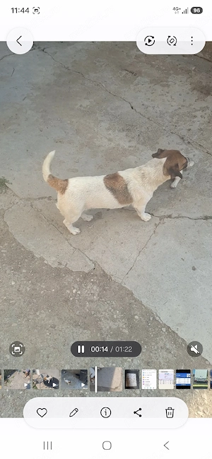 Jak Russell Terrier - imagine 3