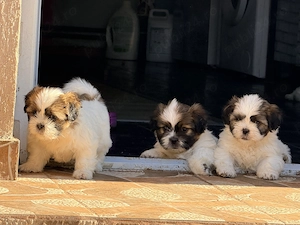 Vând Shih tzu - imagine 2