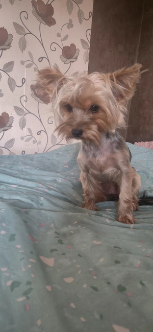 vând un băiețel yorkshire terrier mini toy  - imagine 2