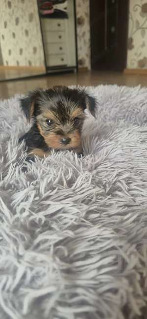 vând un băiețel yorkshire terrier mini toy  - imagine 3