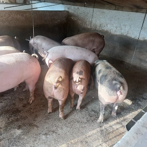 vând porci grași media între 80-180 kg. - imagine 5