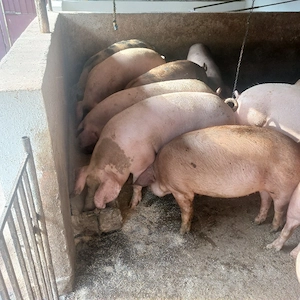 vând porci grași media între 80-180 kg. - imagine 2