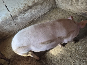 Porc de vânzare 
