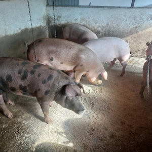 vând porci grași media între 80-180 kg. - imagine 4