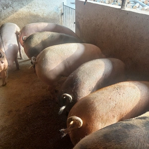 vând porci grași media între 80-180 kg. - imagine 3