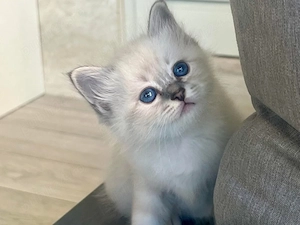 Puiut Ragdoll  - imagine 2