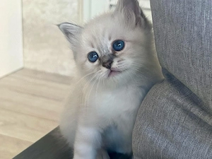 Puiut Ragdoll  - imagine 3