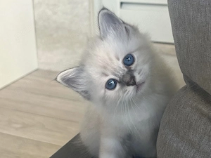 Puiut Ragdoll 