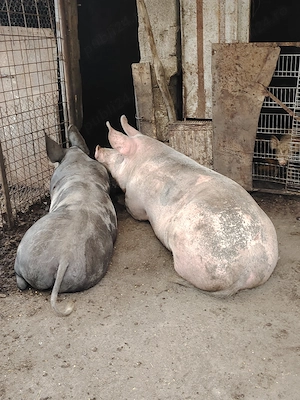 Porc de vanzare
