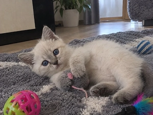 Ragdoll disponibil  - imagine 2