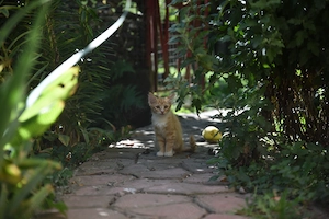Adopție pisicuțe  - imagine 2