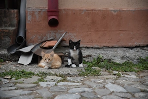 Adopție pisicuțe 
