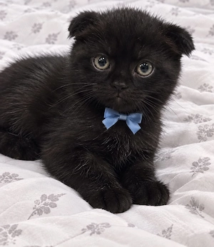 Scottish fold 
