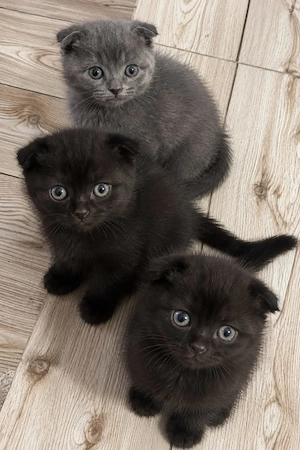Scottish fold  - imagine 2