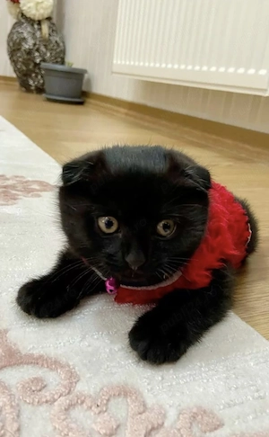 Scottish fold  - imagine 3
