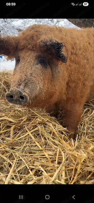 Vând mâncare pentru păsări și porci 7 semințe,calitate premium - imagine 2