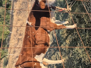  vaca gestanta  si vitaua - imagine 3