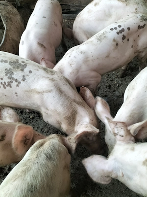 Vind șoldani de 4 luni castrați și deparazitați rasa carne - imagine 2