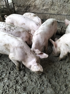 Vind șoldani de 4 luni castrați și deparazitați rasa carne - imagine 5