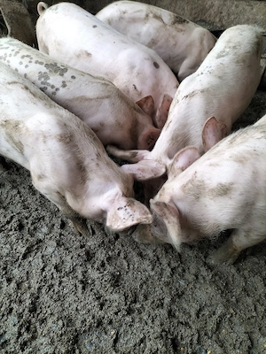 Vind șoldani de 4 luni castrați și deparazitați rasa carne - imagine 5