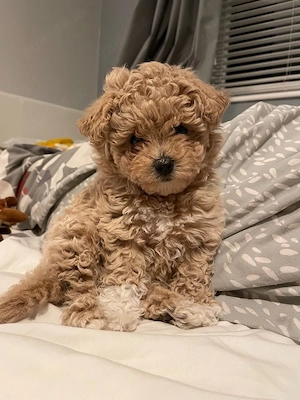 Maltipoo Pudel Mini Toy 