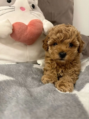 Caniche Pudel Maltipoo Mini Toy  - imagine 2