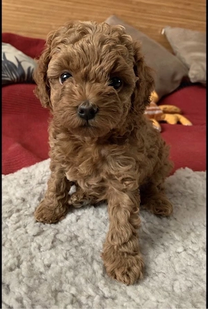 Caniche Pudel Maltipoo Mini Toy  - imagine 3