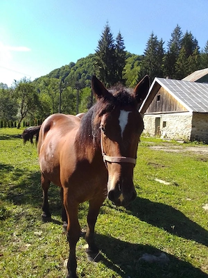 Mânz de vanzare, varsta: 1 an si 5 luni
