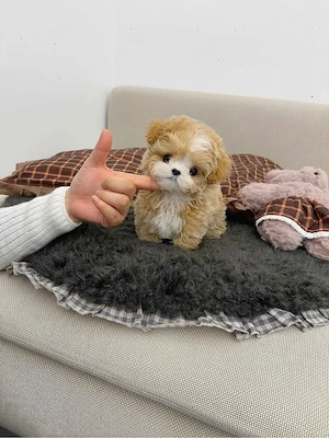 Maltipoo Mini Toy Poodle Caniche 
