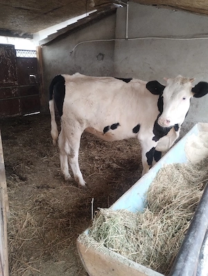Vând vițea, aproximativ 300kg. - imagine 3