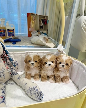 Maltipoo Mini Toy Poodle Caniche  - imagine 3