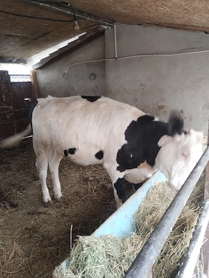 Vând vițea, aproximativ 300kg. - imagine 2