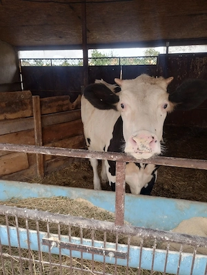 Vând vițea, aproximativ 300kg.